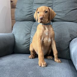 Chief-Blue Collar - Golden rust male Vizsla puppy in Dugspur, Virginia from Pilgrims Trails Shorthairs