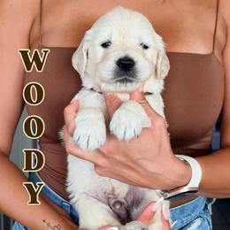 Woody - Light golden male Golden Retriever puppy in Rancho Cucamonga, California from Robinson Retrievers