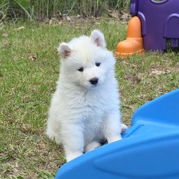 Samoyed Puppies from Limelight Samoyeds
