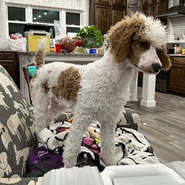 Bordoodles and Poodles from TopPaw Poodles