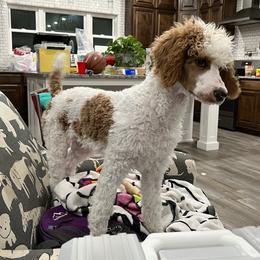 Bordoodles and Poodles from TopPaw Poodles