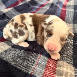 Scarlett - Red merle female Australian Shepherd puppy in Charlotte, North Carolina from Awesome Aussies