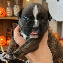 M3gan (girl) - Brindle female Boxer puppy in Red Boiling Springs, Tennessee from Silver Rain