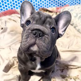 Joan Rivers - Blue female French Bulldog puppy in Deer Park, Texas from Lots of Ropes French Bulldogs