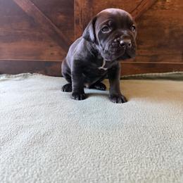 Cane Corso Puppies from Cowan Farms