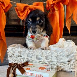 Mr. Blue-2000 - Piebald male Dachshund puppy in Sparr, Florida from From the Heart Doxies