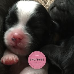 Shih Tzu Puppies from Shurbeez Shih Tzu
