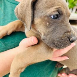 Girl 2 - Fawn female Great Dane puppy in Devine, Texas from Texas Devine Danes & Aussies