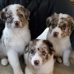 Australian Shepherds from 7P Aussies