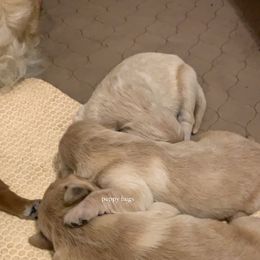 Golden Retriever Puppies from Brooke Zuidervaart