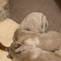 Golden Retriever Puppies from Brooke Zuidervaart