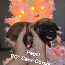 PEPSI - Fawn male Cane Corso puppy in St. Augustine, Florida from RG2 Cane Corsos