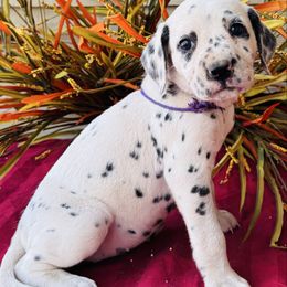 Purple collar - White and black female Dalmatian puppy in Westhoff, Texas from Smart Dalmatians
