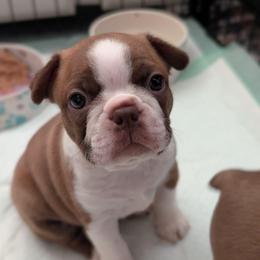 Red boy - Red male Boston Terrier puppy in Oak Hills, California from All American Boston Terriers
