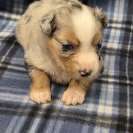Lacy - Blue merle female Miniature Australian Shepherd puppy in Leonard, Texas from Tin Roof Aussies