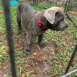 Cane Corso and Lowchen Puppies from High Royal Kennel