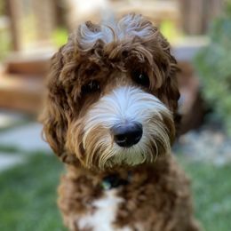 Lucy - Australian Labradoodle