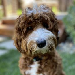 Lucy - Australian Labradoodle