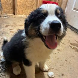 Mr. Grey - Graham - Black tri-color male Australian Shepherd puppy in Albany, Indiana from Hughes Heritage Aussies
