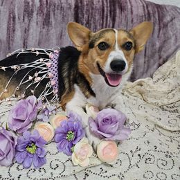 Sandy - Pembroke Welsh Corgi