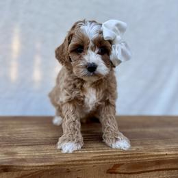 Olive girl - Red  female Goldendoodle puppy in Rio Linda, California from Plush Doodles