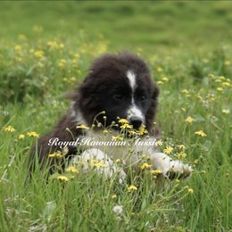 Byron - Black & white Miniature American Shepherd puppy in Kamuela On The Big Island, Hawaii from Royal Hawaiian Aussies LLC