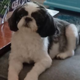 Meadow - Shih Tzu