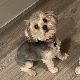 Darla - Morkie