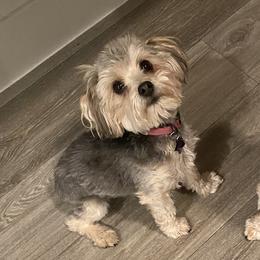 Darla - Morkie