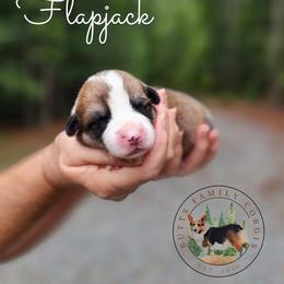 Flapjack - Red male Pembroke Welsh Corgi puppy in Cameron, North Carolina from Butts Family Corgis