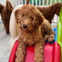 Jessie - Red  female Goldendoodle puppy in Moreno Valley, California from Rainbow SoCal Doodles