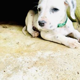 Dalmatian Puppies from Dalmatian Creation