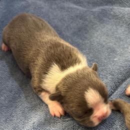M. Blue Male 1 - Blue male Boston Terrier puppy in Mc Donough, Georgia from Ballard Boston Terriers