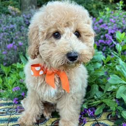 Orange Collar - female Cavapoochon puppy in Waterford, California from Windy Hill Doodles