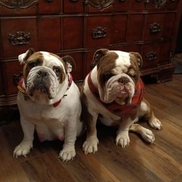 Taz - Bulldog