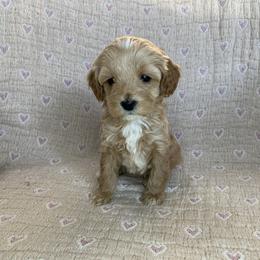 Ruby - Golden female Cockapoo puppy in Bedford, Iowa from Our Father’s Doodles
