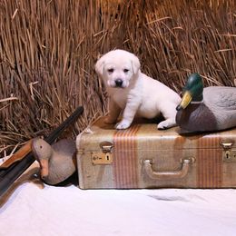 Labrador Retriever Puppies from Labs of Cottonhollow