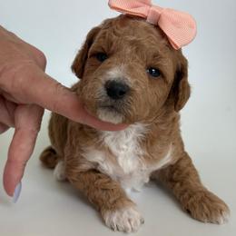 K- YELLOW GIRL - Red  female Goldendoodle puppy in Lewisville, Texas from Texas Goldendoodle Lovers