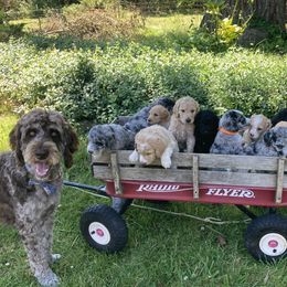Aussiedoodles and Poodles from Aussiedoodles by Maggie