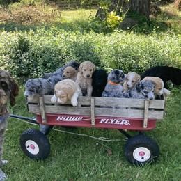 Aussiedoodles and Poodles from Aussiedoodles by Maggie