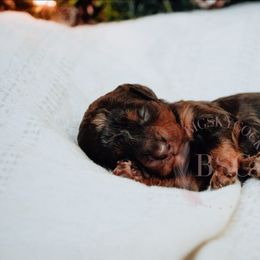 Pick collar - Merle female Cockapoo puppy in Missoula, Montana from Big Sky Cockapoos