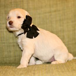 Black - Caramel cream female Australian Labradoodle puppy in Milton, North Carolina from Good Day Doodles