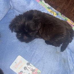 Kelly - Brindle and white female Shih Tzu puppy in Azusa, California from RJ Shih Tzu lover