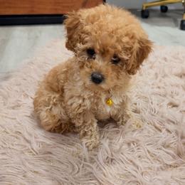 Poodle Puppies from Silver Ivory