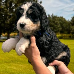 Jitters - Tri-color male Bernedoodle puppy in St. James, Missouri from Backwoods Bernedoodles