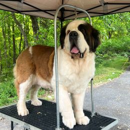 Farah - Saint Bernard
