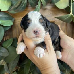 George Bailey - Tri-color male Bernedoodle puppy in Superior, Arizona from Mountain Bridge Doodles