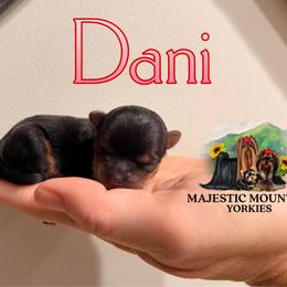 Dani - Black and gold female Yorkshire Terrier puppy in Baker, West Virginia from Majestic Mountain Yorkies