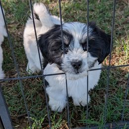 Splenda - Black and white Coton de Tulear puppy in Mead, Oklahoma from Bar W Cotons
