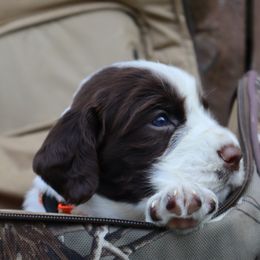 English Springer Spaniel Puppies from White Pine Springer Spaniels